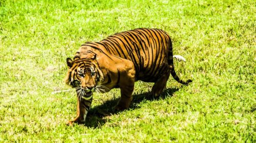 Tentang TWNC, Harimau Sumatera, dan Asa Merawat Bumi