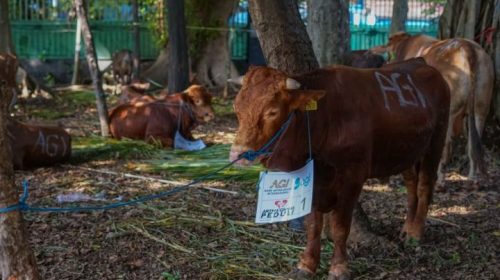 Kurban Iduladha Jadi Momentum Perkuat Ketahanan Pangan Nasional