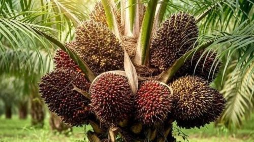 PT RMM Konsisten Serap TBS Sesuai Ketentuan di Tengah Penurunan Harga